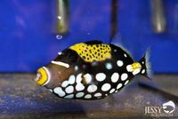 New Marine Fish Stock at Jessy Aquarium