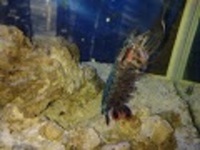 Clown Mantis Shrimp