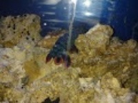 Clown Mantis Shrimp
