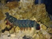 Clown Mantis Shrimp