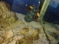 Clown Mantis Shrimp