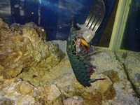 Clown Mantis Shrimp