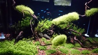 Aquarium maintenance