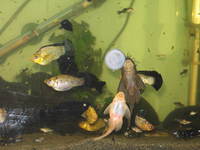 Baby Colour Salfin Mollies