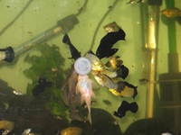 Baby Colour Salfin Mollies