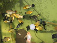 Baby Colour Salfin Mollies