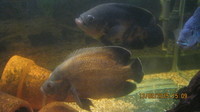 10 inch Breeding Pair Of Oscars. £50.00 NOW SOLD THANKYOU.