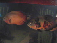 10 inch Breeding Pair Of Oscars. £50.00 NOW SOLD THANKYOU.