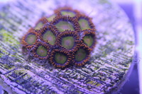 Ultra Rare Zoas & Palys