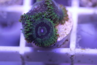 Ultra Rare Zoas & Palys