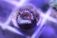 Ultra Rare Zoas & Palys