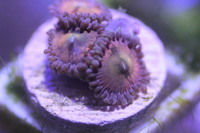 Ultra Rare Zoas & Palys