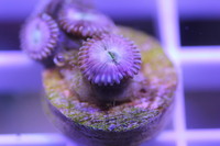 Ultra Rare Zoas & Palys