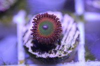 Ultra Rare Zoas & Palys