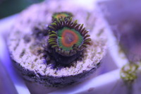 Ultra Rare Zoas & Palys