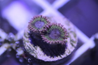 Ultra Rare Zoas & Palys