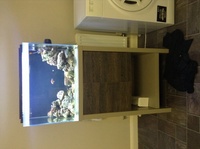 Fluval m60 full setup inc fish coral and mp10. £300