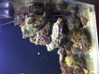 Fluval m60 full setup inc fish coral and mp10. £300