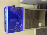 Fluval m60 full setup inc fish coral and mp10. £300