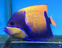 Maidenhead Aquatics@Shirley Marine fish update