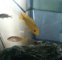 Malawi cichlids for sale