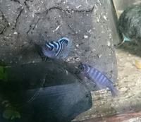 Malawi cichlids for sale