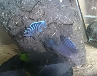 Malawi cichlids for sale