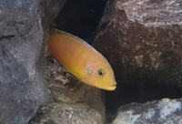 Malawi cichlids for sale
