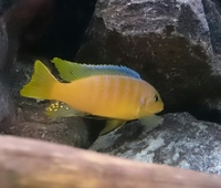 Malawi cichlids for sale