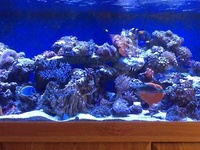 WHOLESALE MARINE FISH, CORAL , FRESHWATER FISH, KOI, AQUATIC LISTS FOR IMPORT OF FRESH WATER MARINE FISH & CRITTERS AQUARIUMS TANKS LISTS