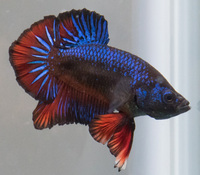 UK-BRED BETTAS