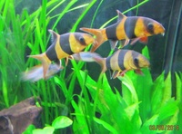 275litre Fluval tank and cabinet, 2 external filters, Co2 unit, fish, plants etc..