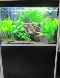 275litre Fluval tank and cabinet, 2 external filters, Co2 unit, fish, plants etc..