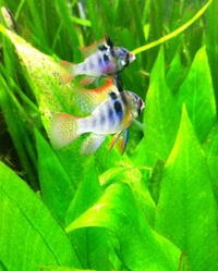 275litre Fluval tank and cabinet, 2 external filters, Co2 unit, fish, plants etc..