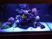Full 4x2x2 Oak Marine Set up for sale £1500
