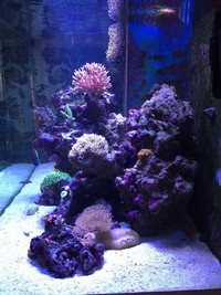 Full 4x2x2 Oak Marine Set up for sale £1500