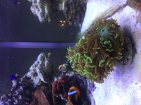 Marine fish, live rock, corals ,aquarium ,heater ,lights, power heads and lighting for sale