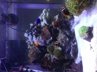 Marine fish, live rock, corals ,aquarium ,heater ,lights, power heads and lighting for sale