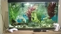 Tropical fish tanks x2