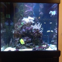 marine Aquarium and Accessories