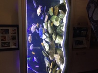 Rena Fishtank with Malawi Cichlids and Full Set Up