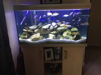 Rena Fishtank with Malawi Cichlids and Full Set Up