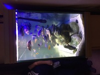 Rena Fishtank with Malawi Cichlids and Full Set Up