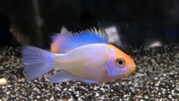 Calder Valley Aquatics New Stock List 12/03/15