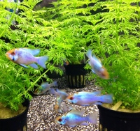 Calder Valley Aquatics New Stock List 12/03/15