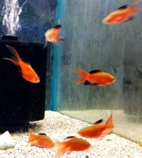 Calder Valley Aquatics New Stock List 12/03/15