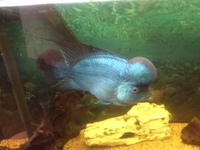 CHILTON AQUATICS. WE ARE THE AQUATIC SPECIALISTS. LARGEST RANGE OF FISH AND AQUATIC GOODS IN THE NORTH OF ENGLAND. BEST QUALITY AND BEST PRICES