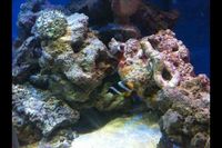 LIVE ROCK OVER 100KG AVAILABLE £6 A KILO - 07544000786