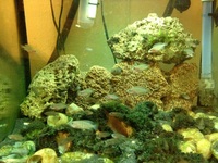 Shell Dwellers Neolamprologus Multifacius Colony With Shells