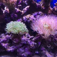 Complete large salt water (marine) set up 6x3x2 top spec equipment